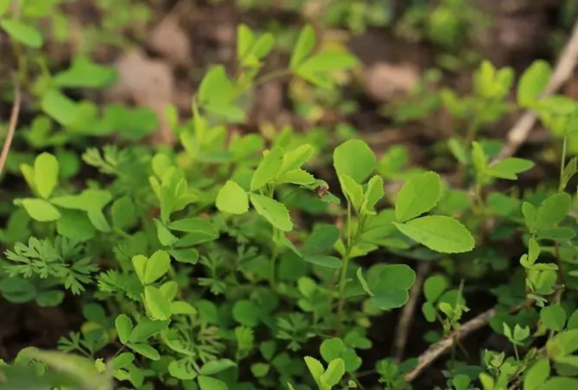 草木樨種植技術(shù)